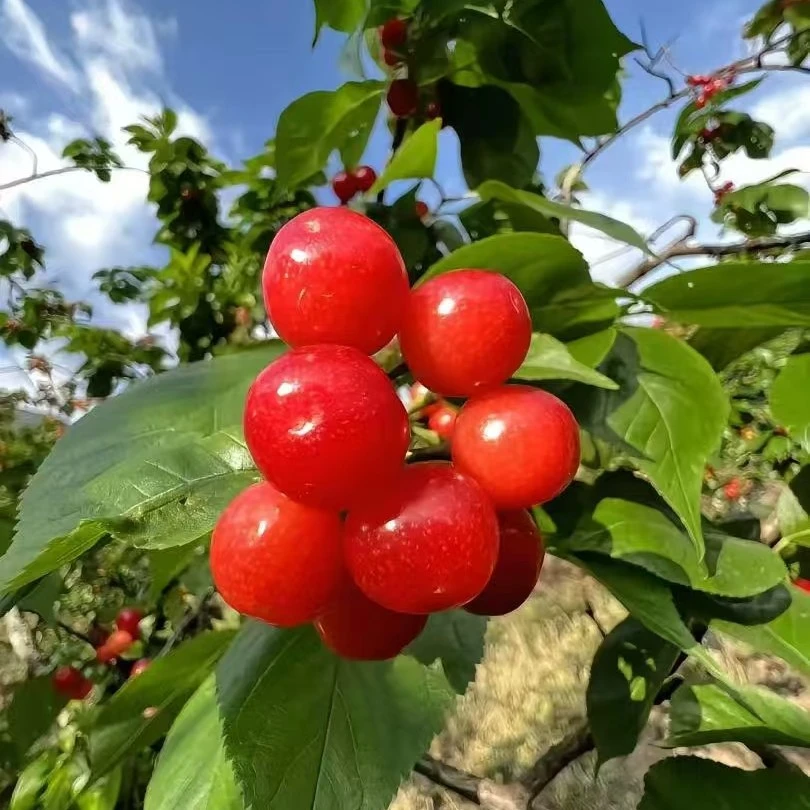 甜酸四川大凉山露天小樱桃0.5-3斤 顺丰空运 非J