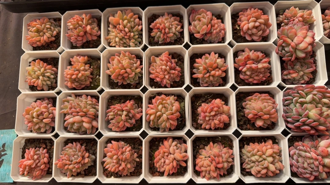 全明星缀多肉一物一拍
