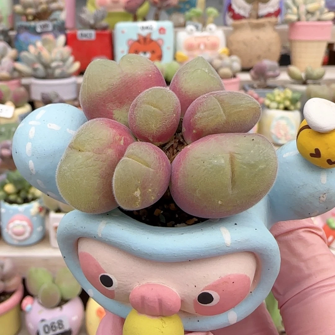 圆滚滚毛翠 盆口3.5cm