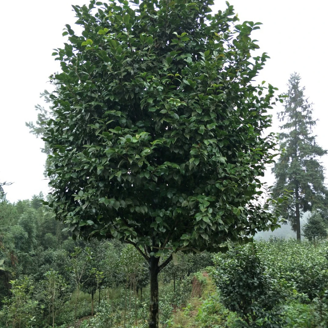 山茶花帶花苞，低分枝茶花，高杆棒棒糖茶花，带花苞发货，一物一拍