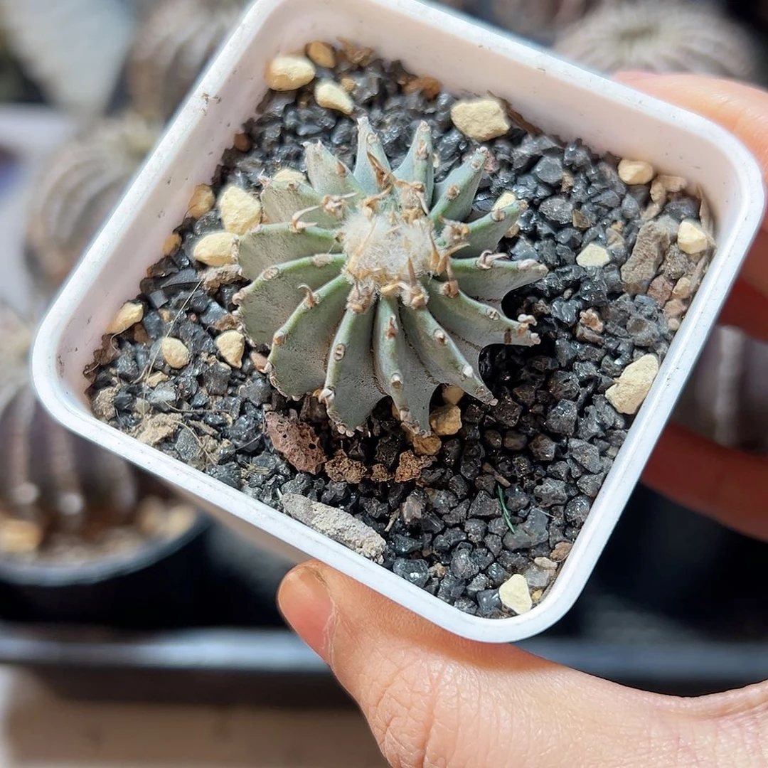 不**目28日实生薄叶花笼3.6公分带盆