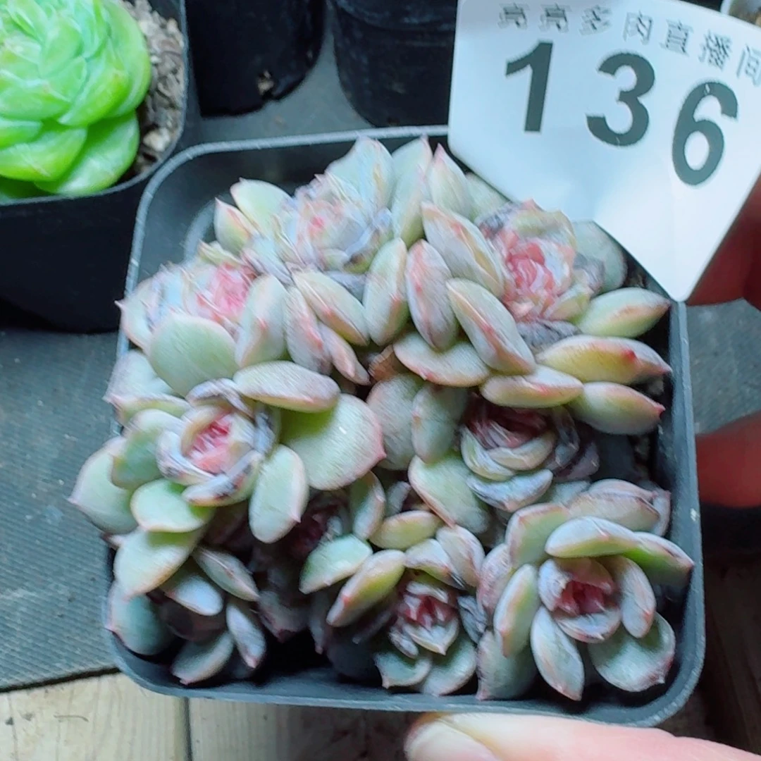 宫花 精美多肉植物