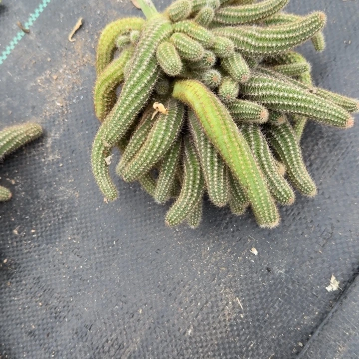 白檀仙人掌群生一群130