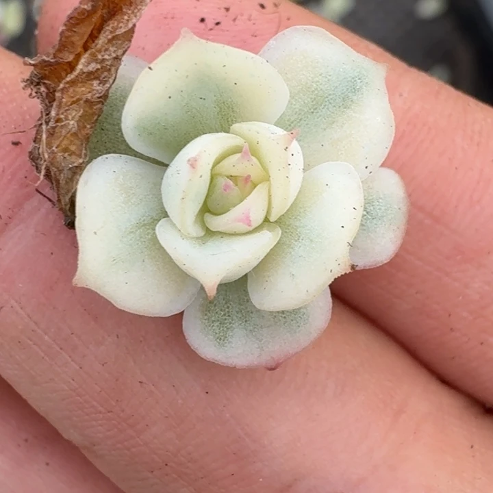 一物一拍覆轮好看