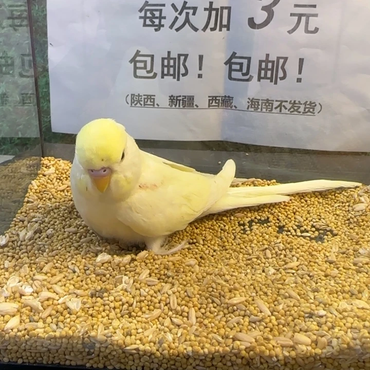 虎皮鹦鹉大头虎皮鹦鹉