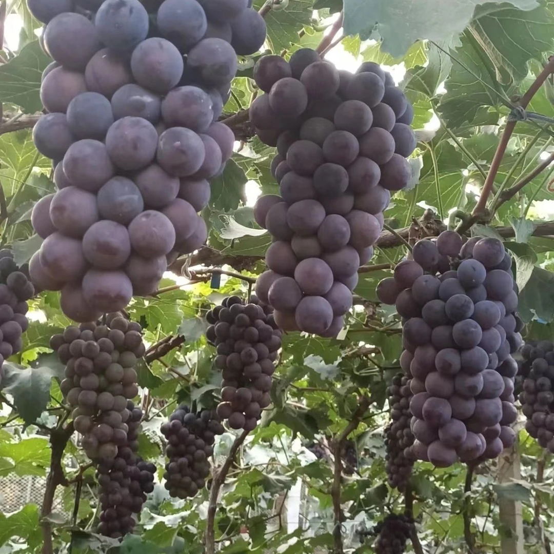 2025年东北巨峰葡萄颗粒发货新鲜当季水果顺丰包邮