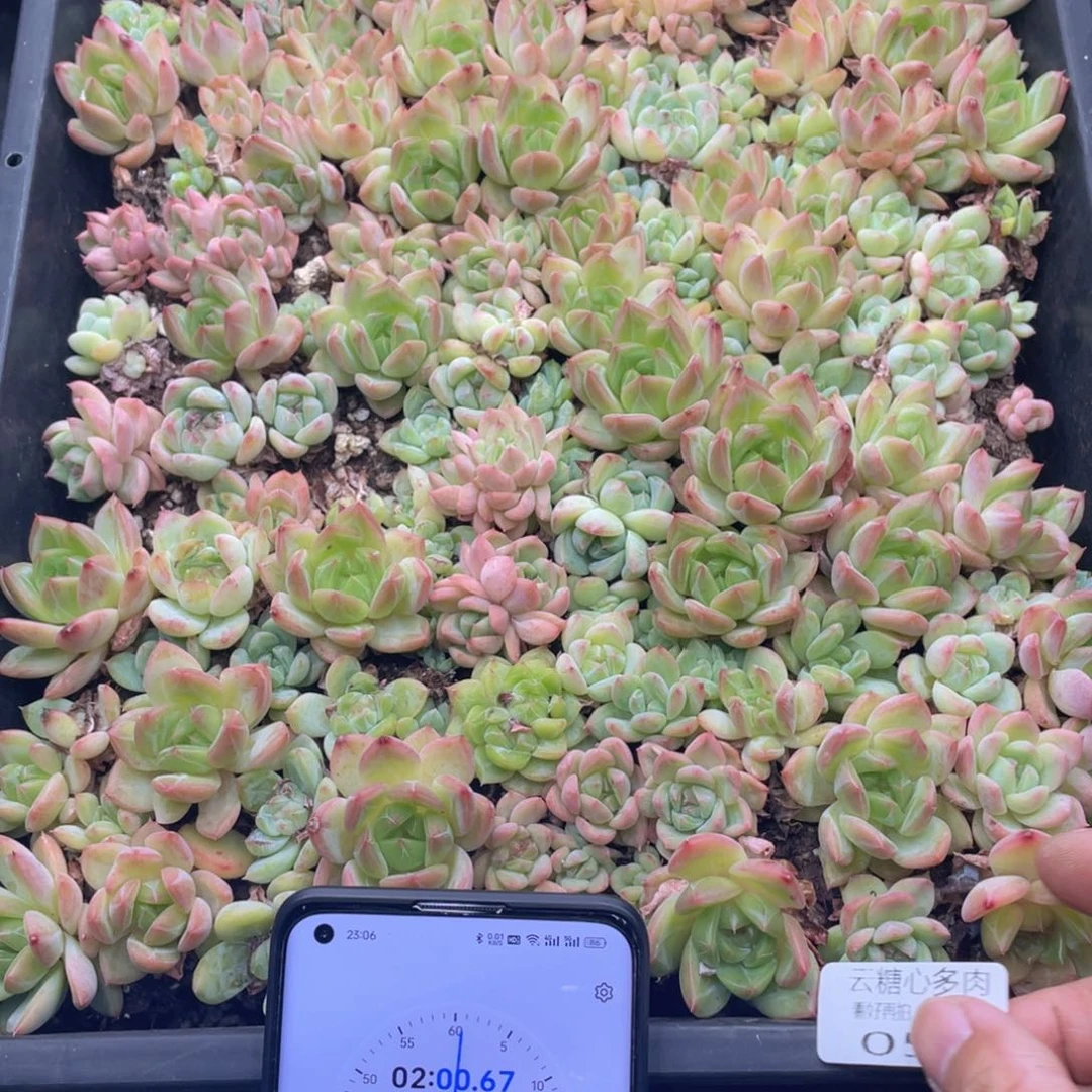 藏***若云糖心多肉植物56