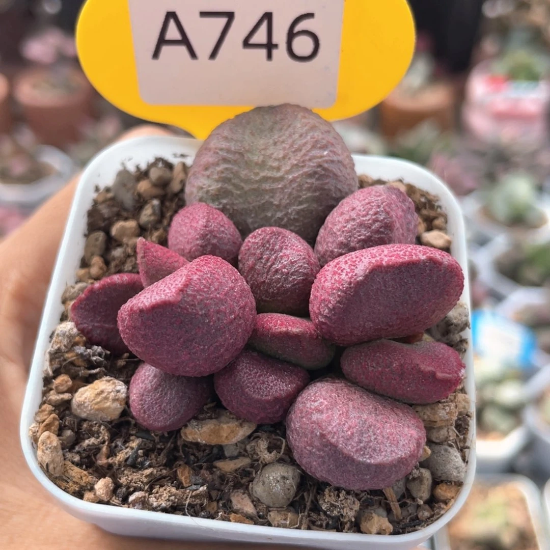 丶**木    福利。    746。