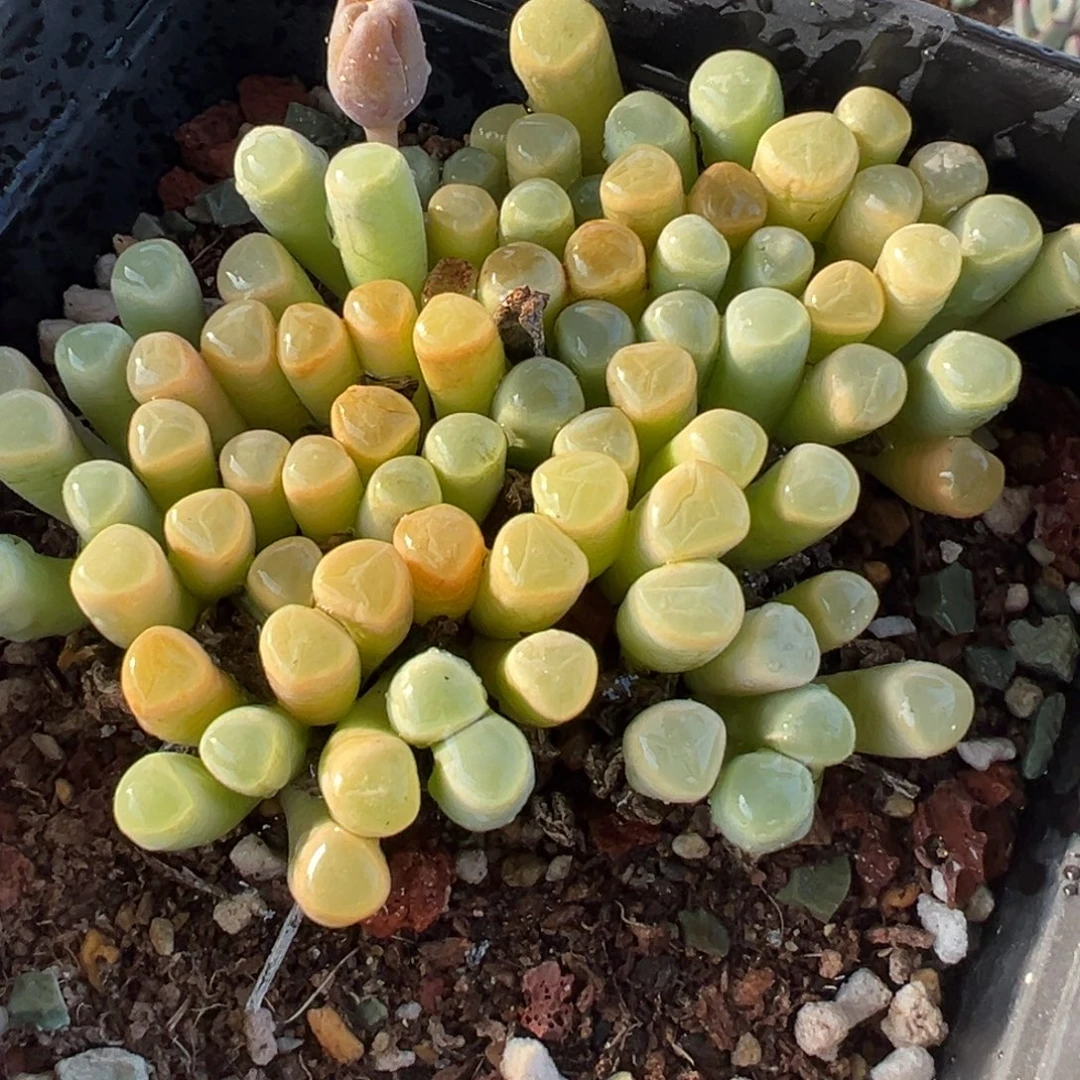 056多肉植物种类多样