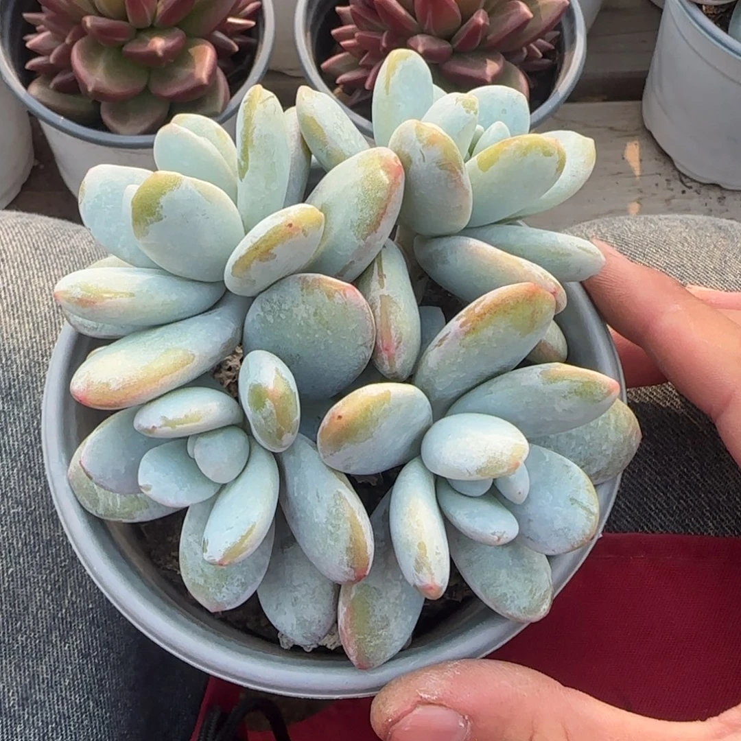 四头雪美人老桩多肉五十包邮