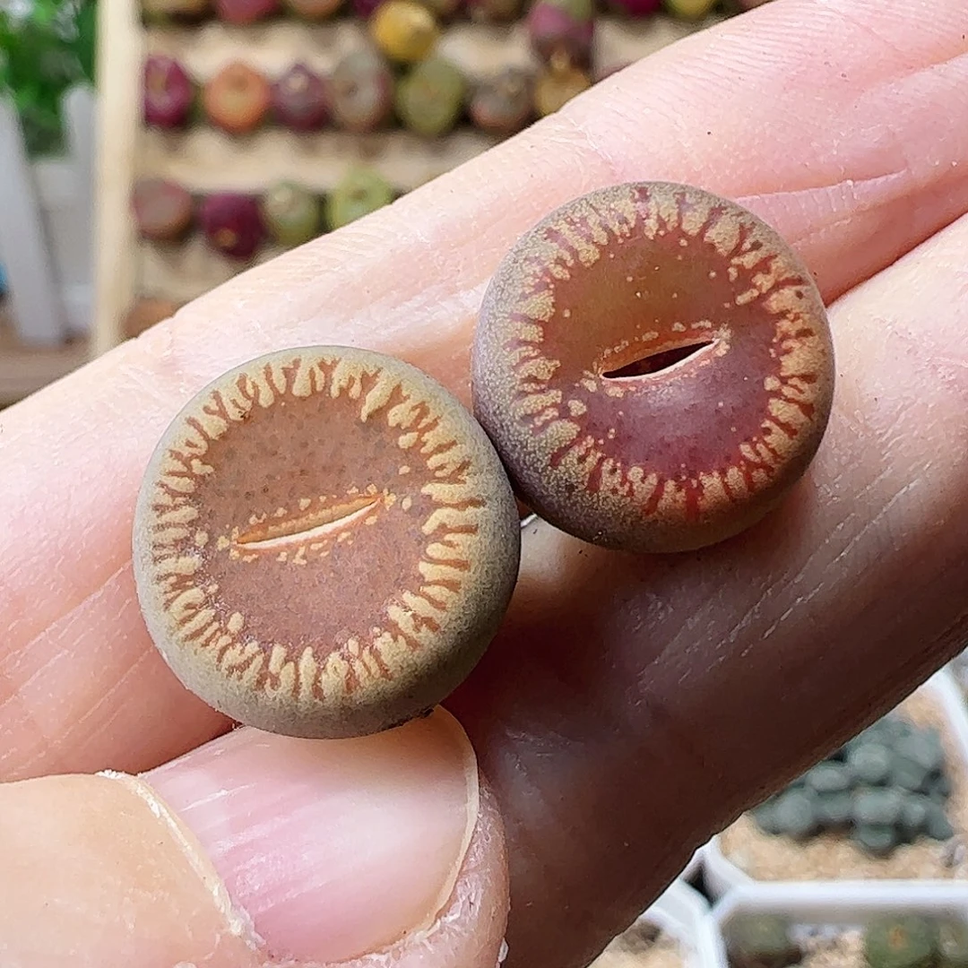 流水2颗包邮…………………