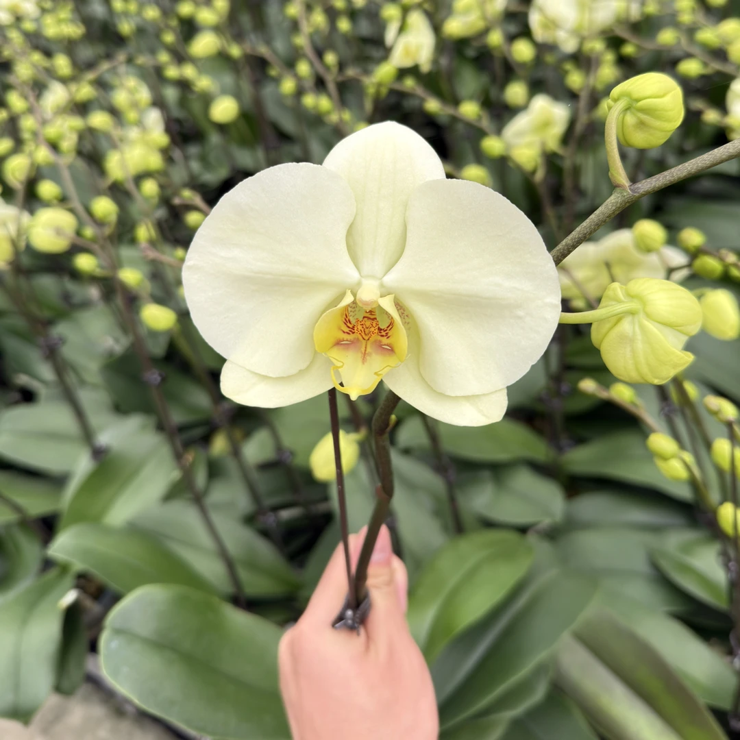 蝴蝶兰盆栽——达尔文。绿色系大花型。带花带花苞发货。