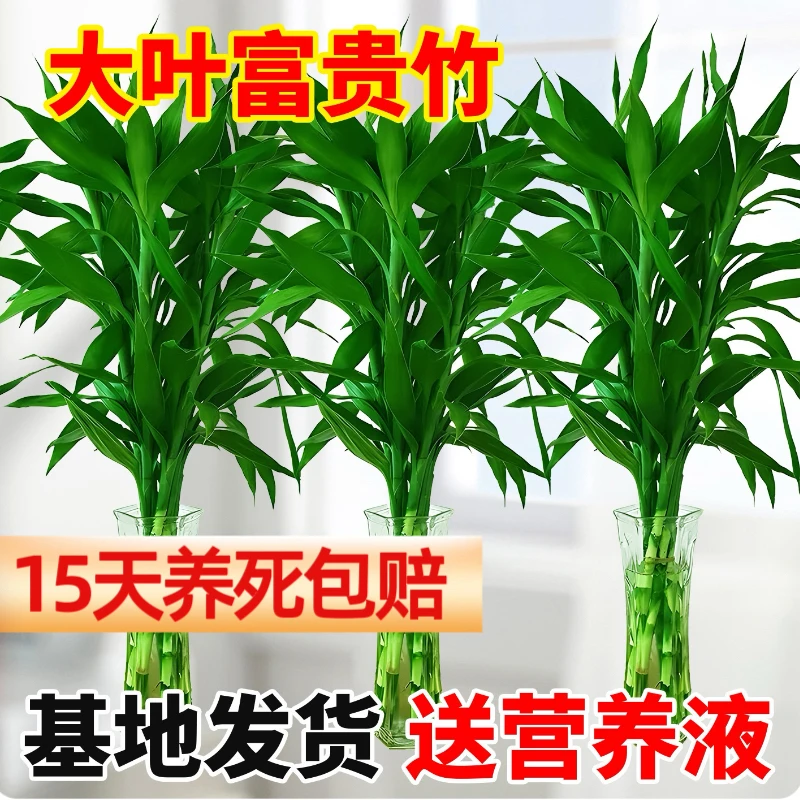 水培精品富贵竹80cm-90cm招财水培植物水养绿植花卉（不带花瓶）
