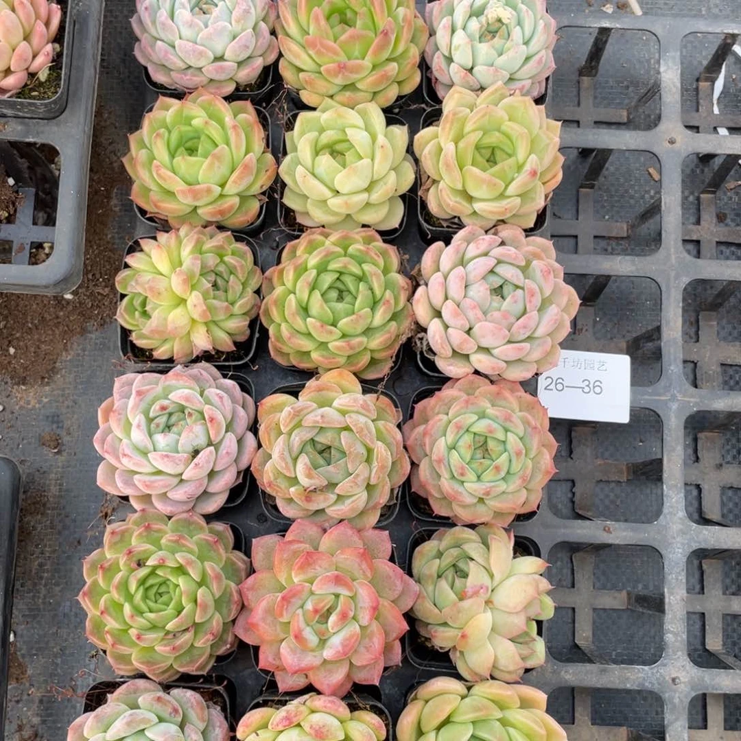 一物一拍18棵26-36