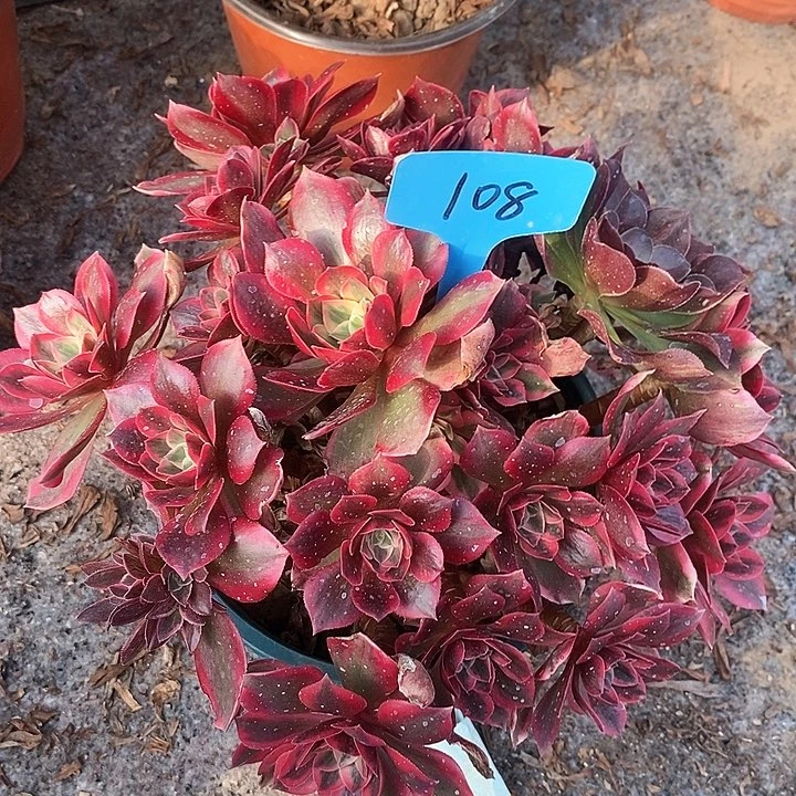 108 一颗女妖法师多肉