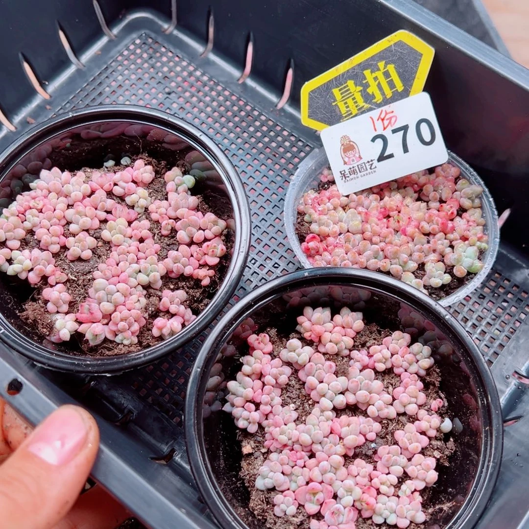 多肉植物多肉植物