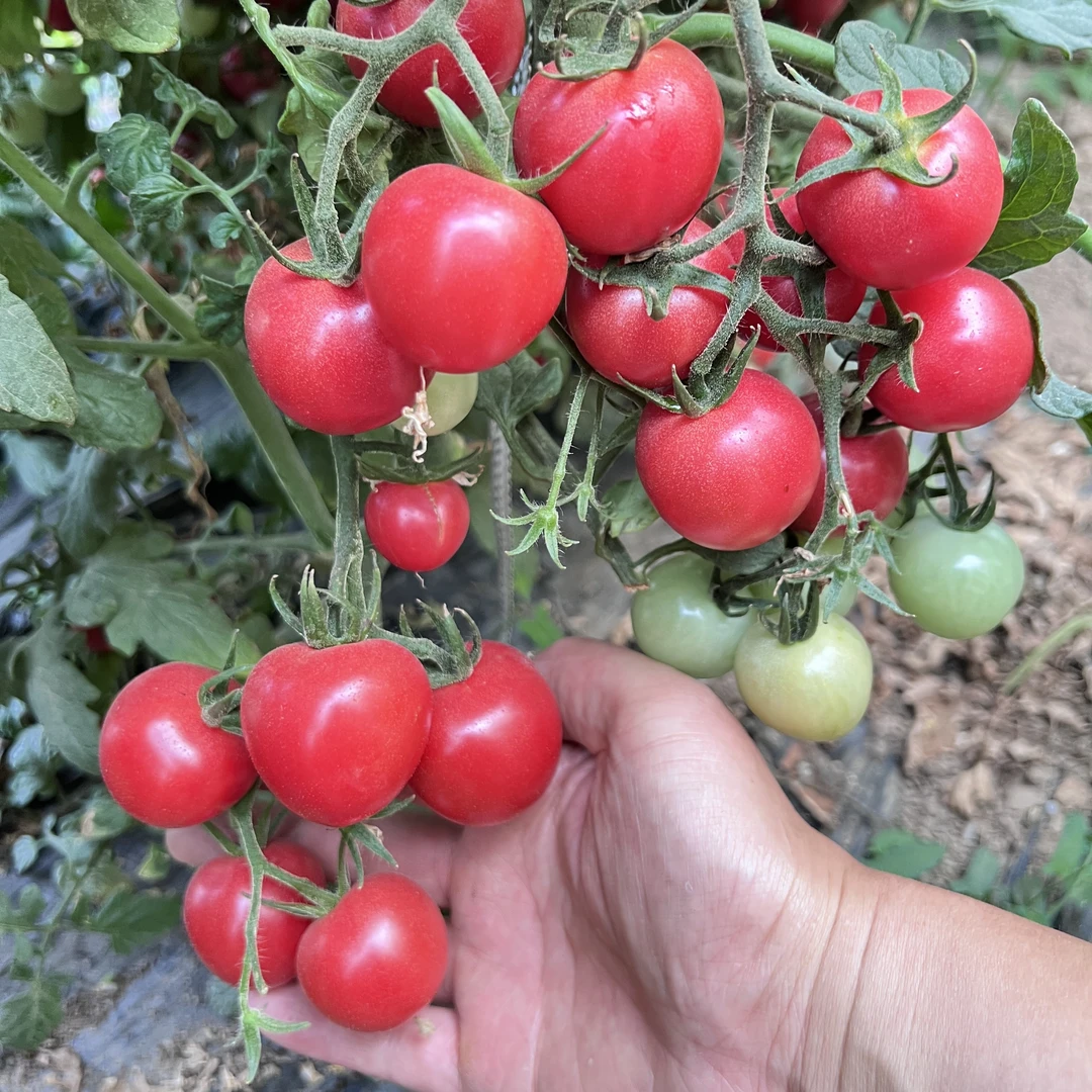 【生态种植】生态樱桃小番茄（2.5斤）装新鲜番茄同城配河南省