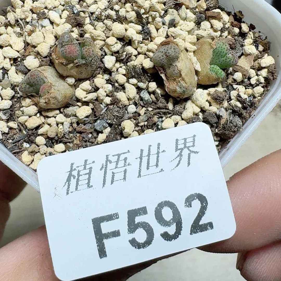 592个多肉植物哇c