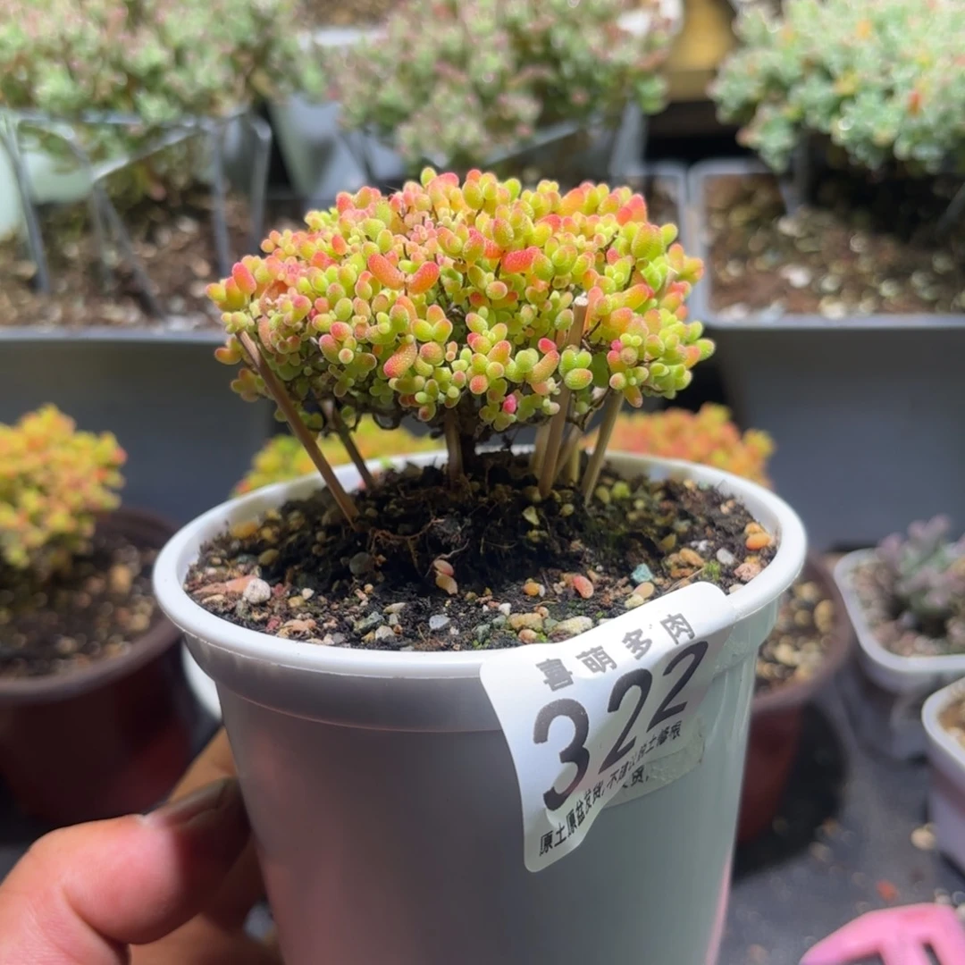 枝干番杏密橘糖球322