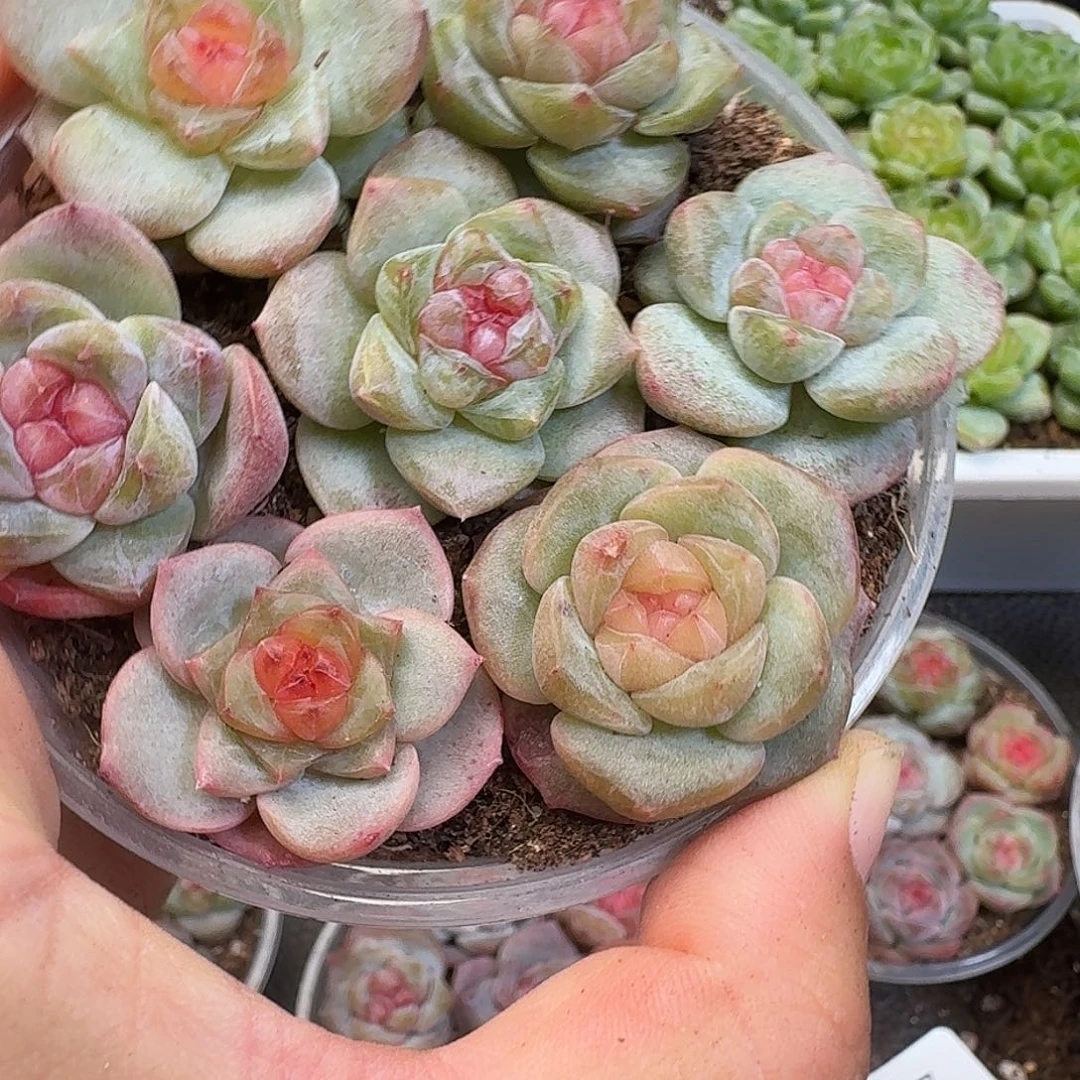 一物一拍一物一拍917-570
