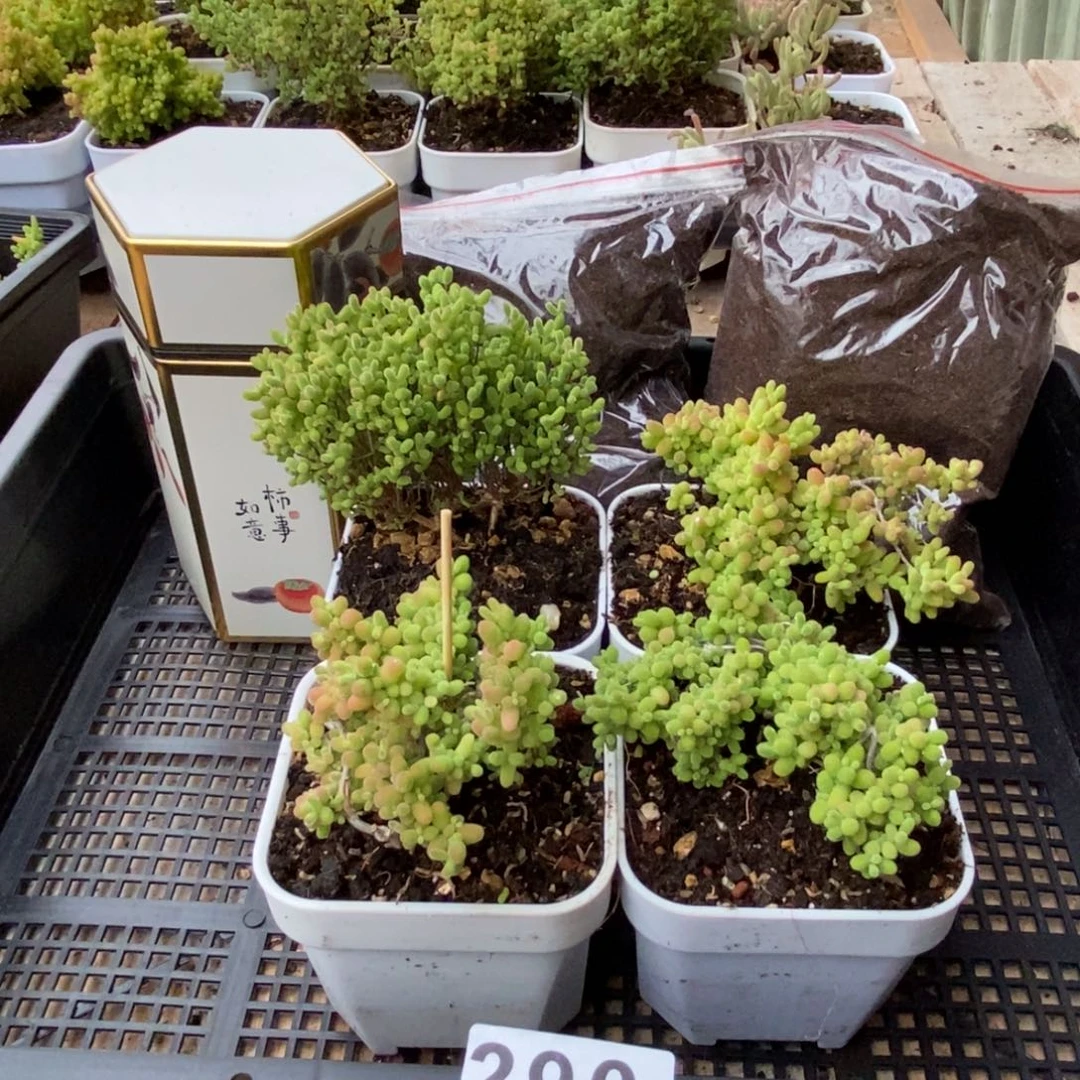 枝干番杏多肉植物290