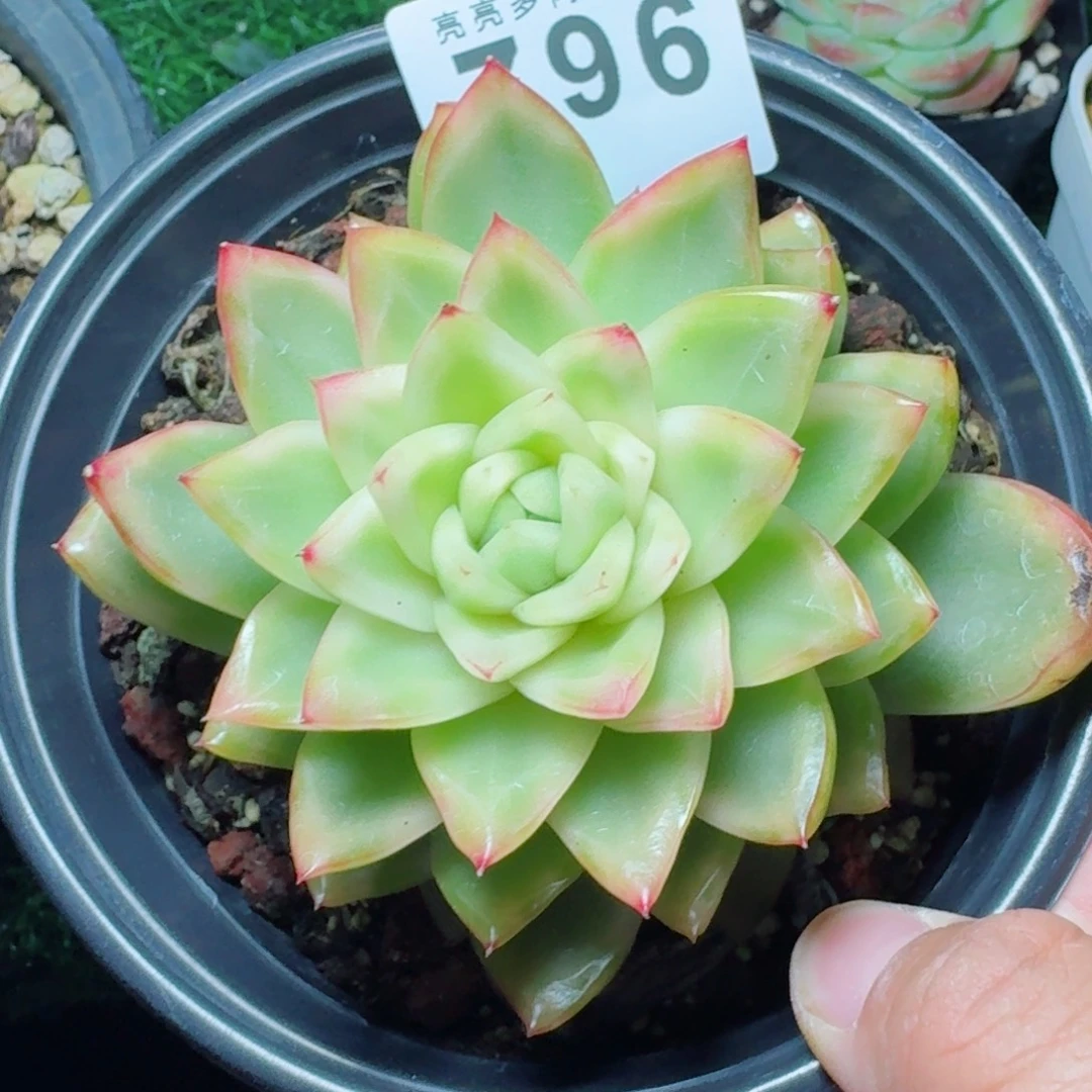 水晶珍妮锦      下播福利拍够包邮发货