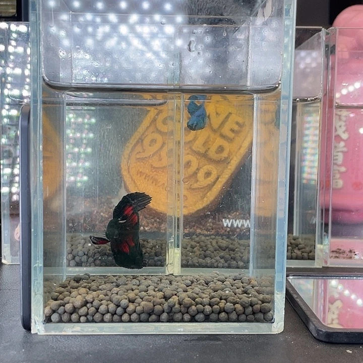 斗鱼25号923早绿半