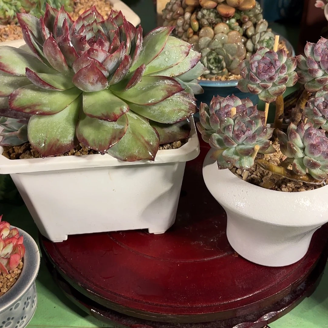 多肉植物啦啦啦啦