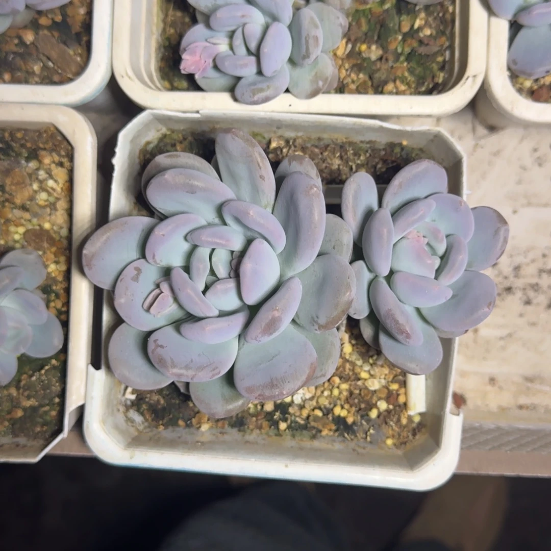 米雪奶 双头 一物一拍