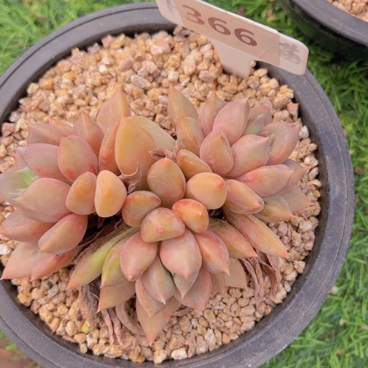 健健康康平平安安