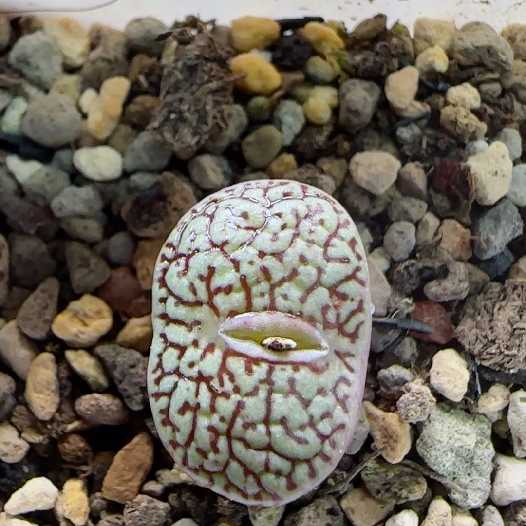 2-20-6-5当天满58包邮日本原株唐草墨脱土