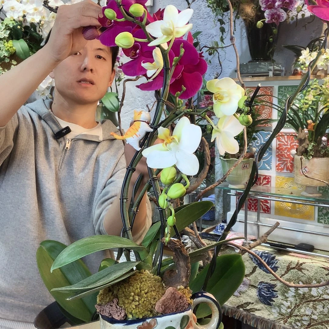 完全开放蝴蝶兰啊啊啊啊啊