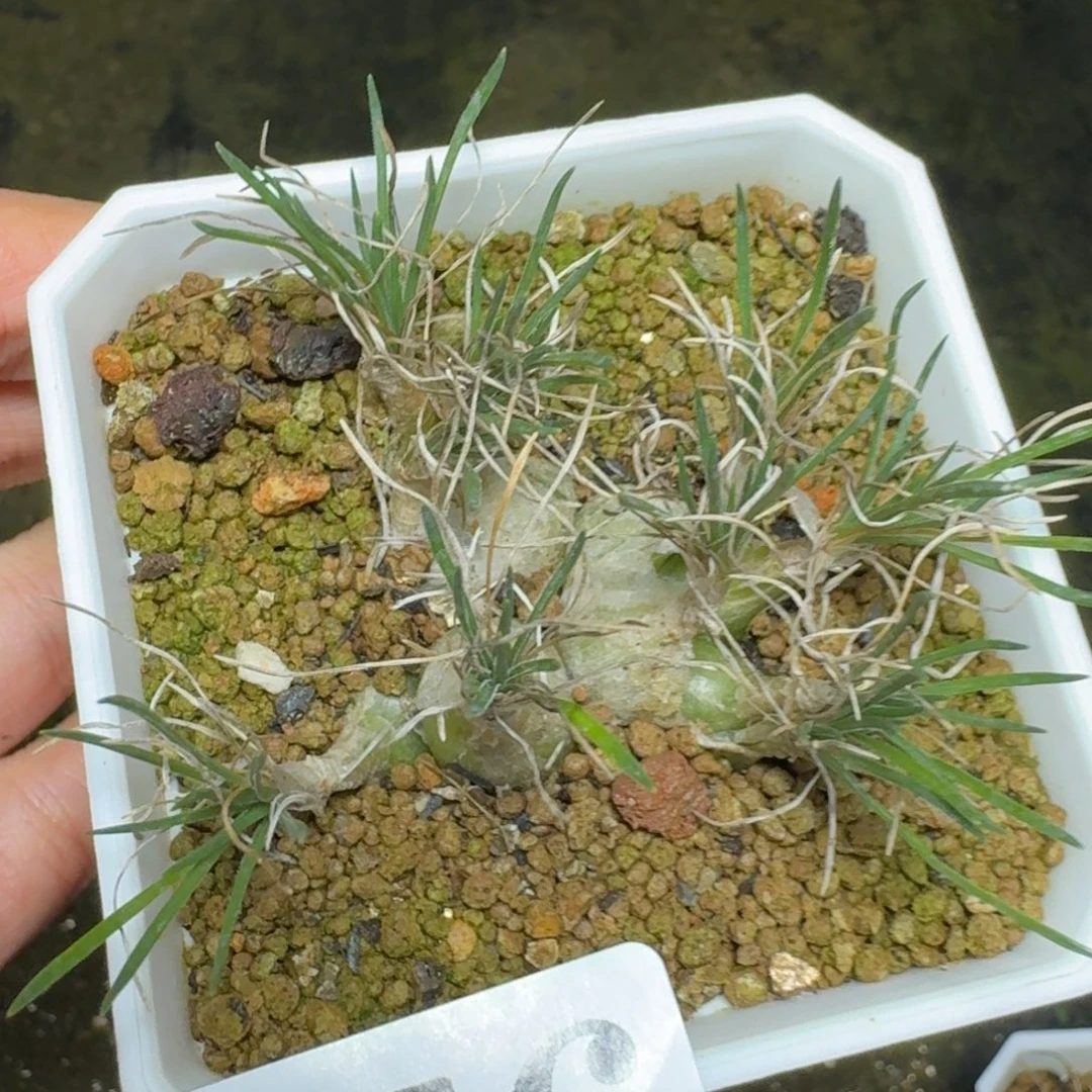 9头迷你海葱一物一拍多肉