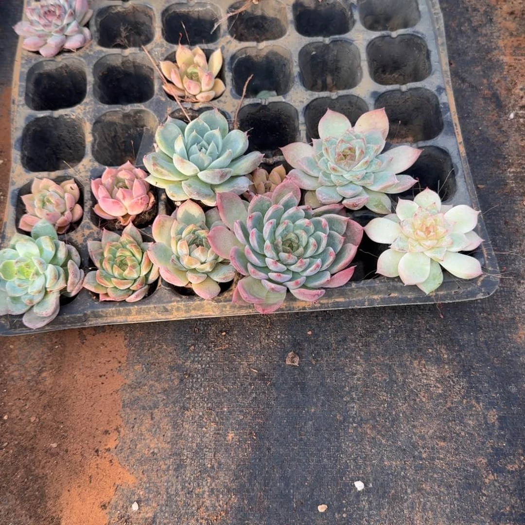 珍妮十棵量拍发货5-104中门左四