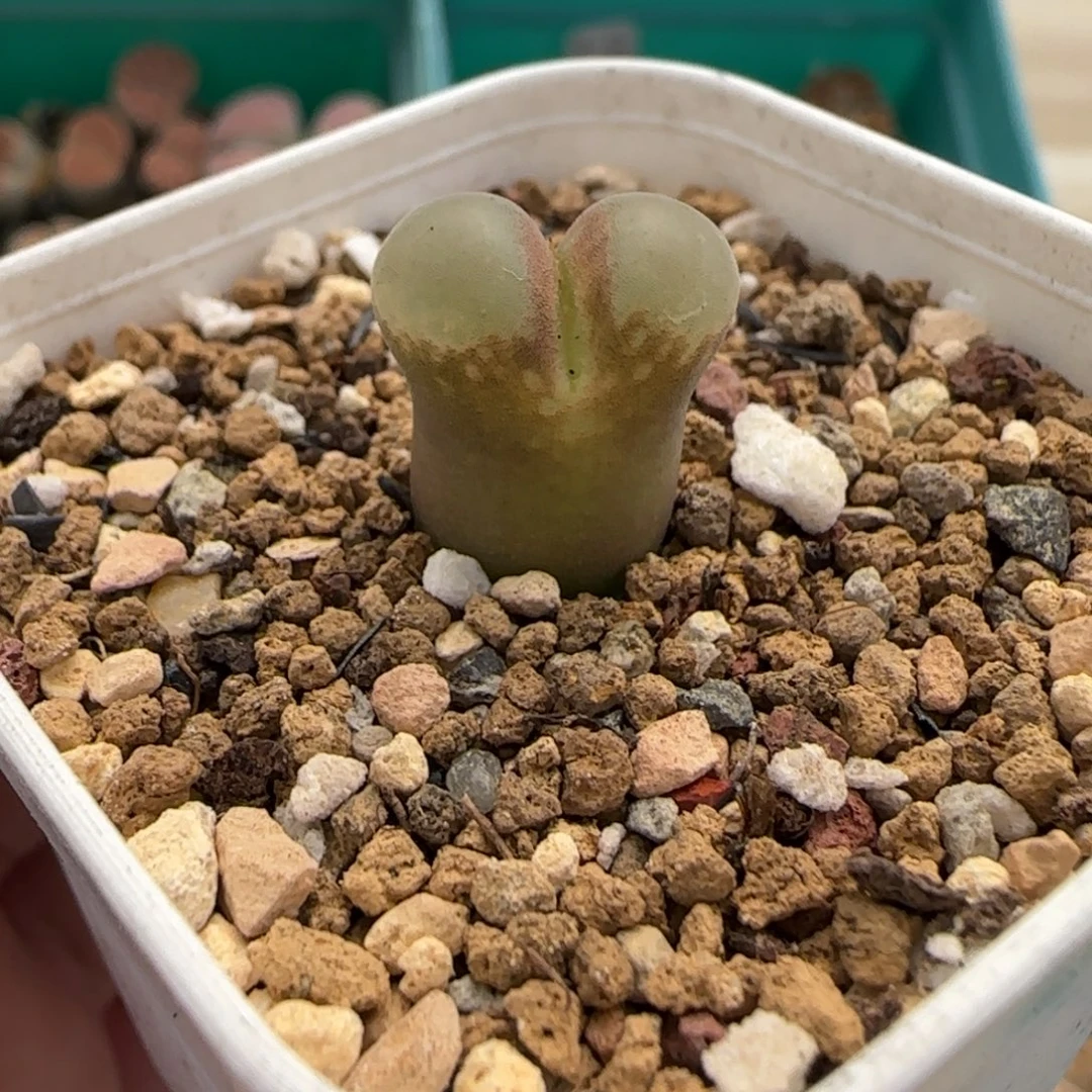 12.30。      风铃。    2032