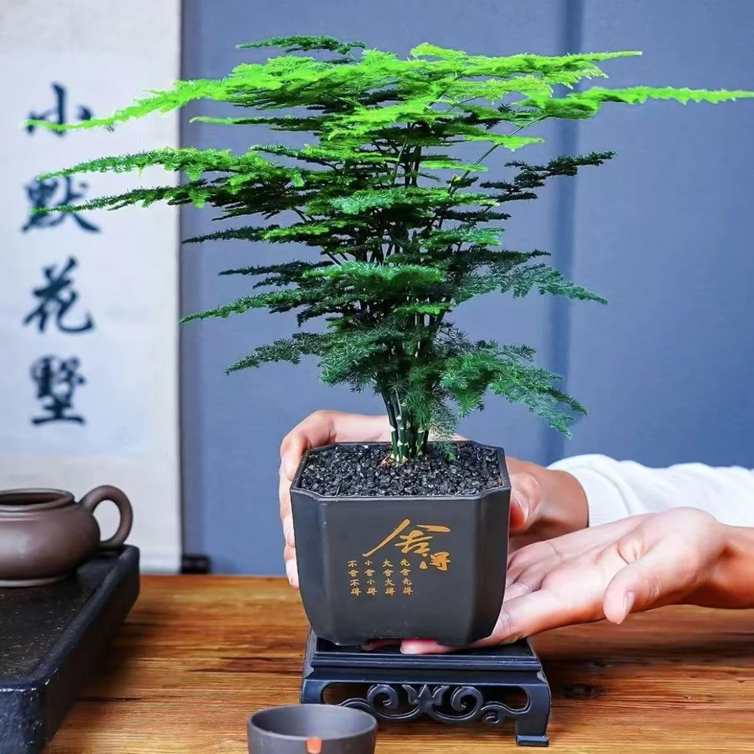 W文竹盆栽室内绿植花卉办公室客厅桌面水培植物好养耐寒四季常青