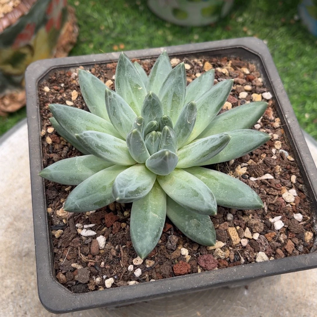 多肉植物淡淡补差价