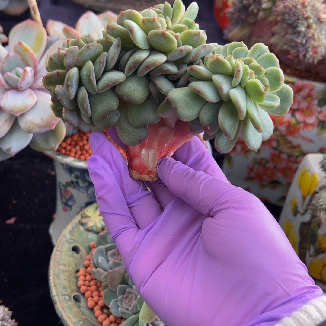 红恋缀 新年快乐