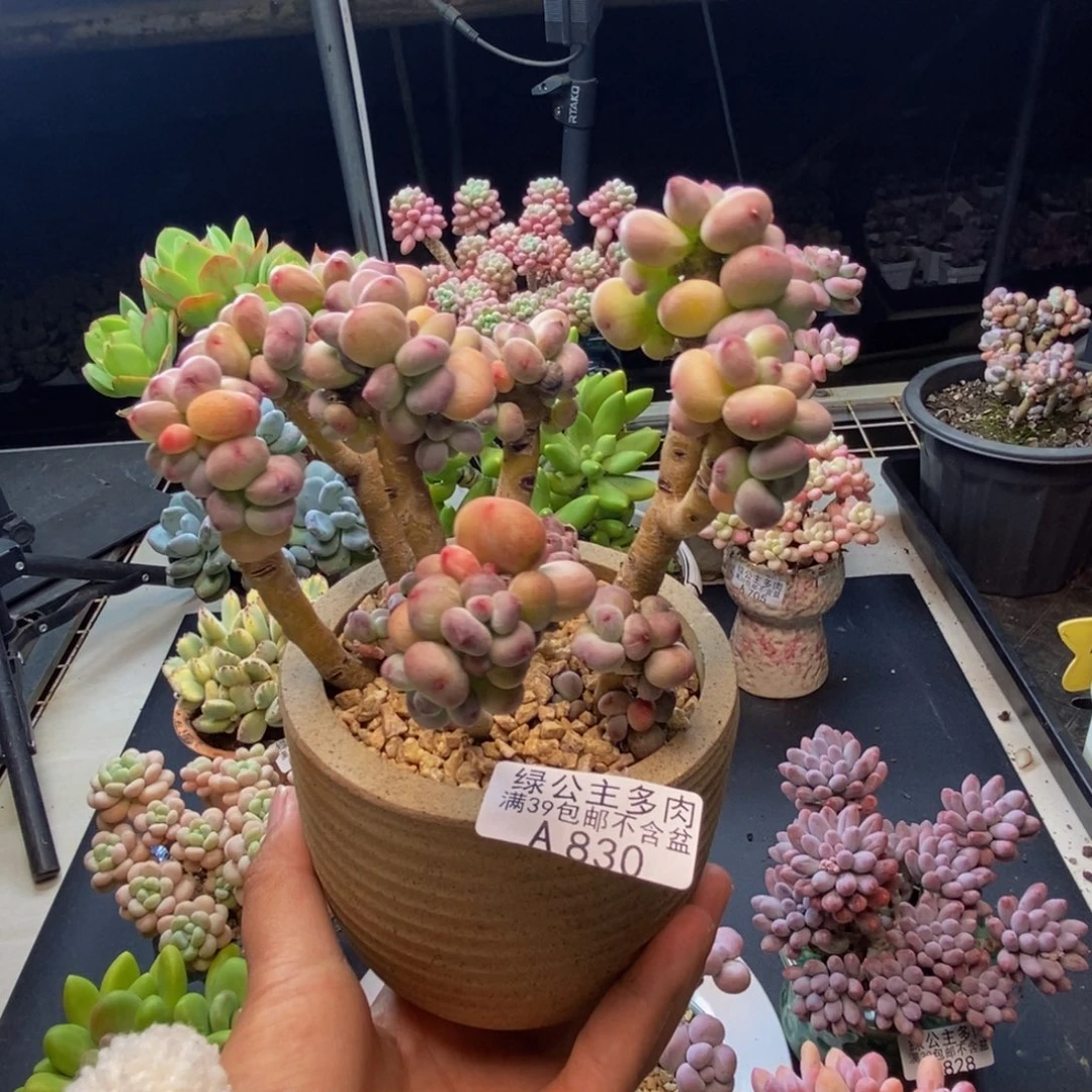 830苹果奶四代多肉10c m