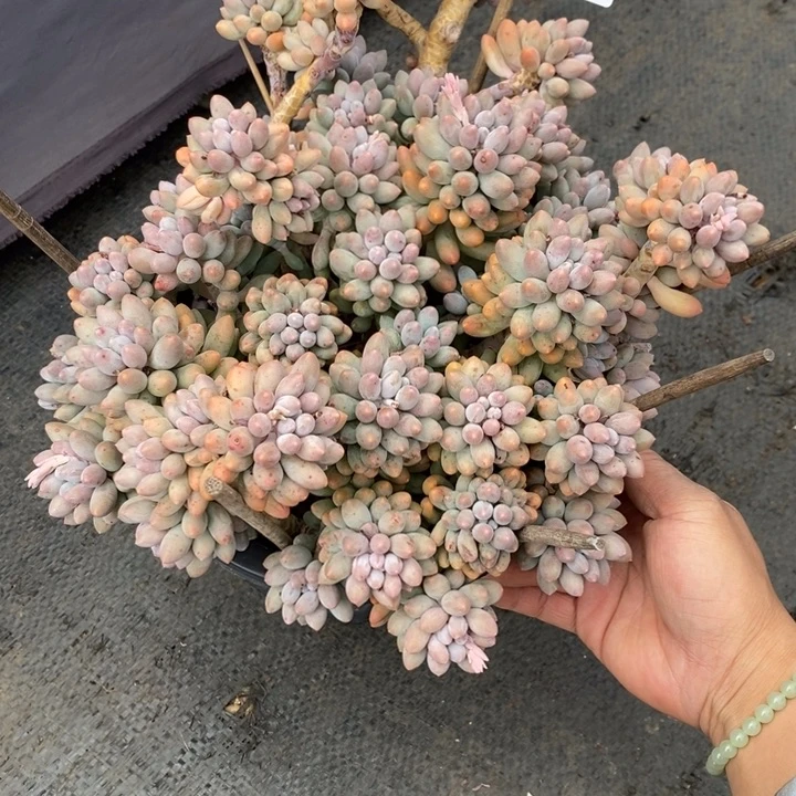 ?****?夏悦多肉0605-96手指