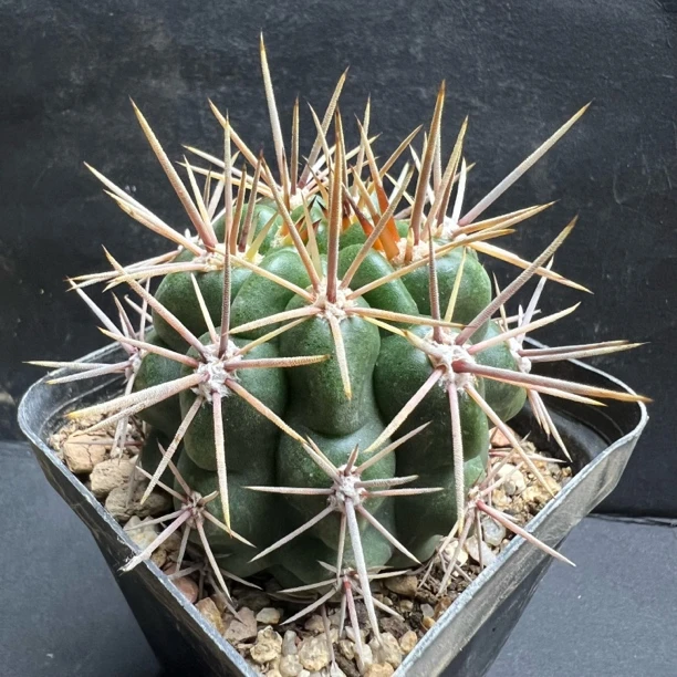 强刺碧恐龙丸裸萼量拍仙人球多肉植物绿植盆栽室内阳台夏季好养