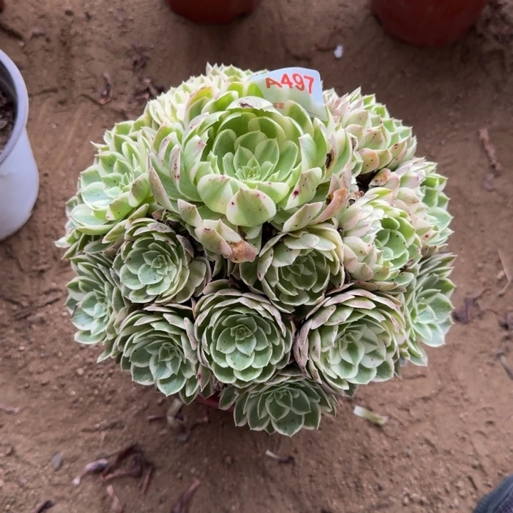 郭***波无花朵海仙497多肉植物