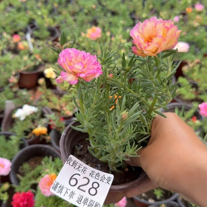 全部花朵628超小苗盆口10cm