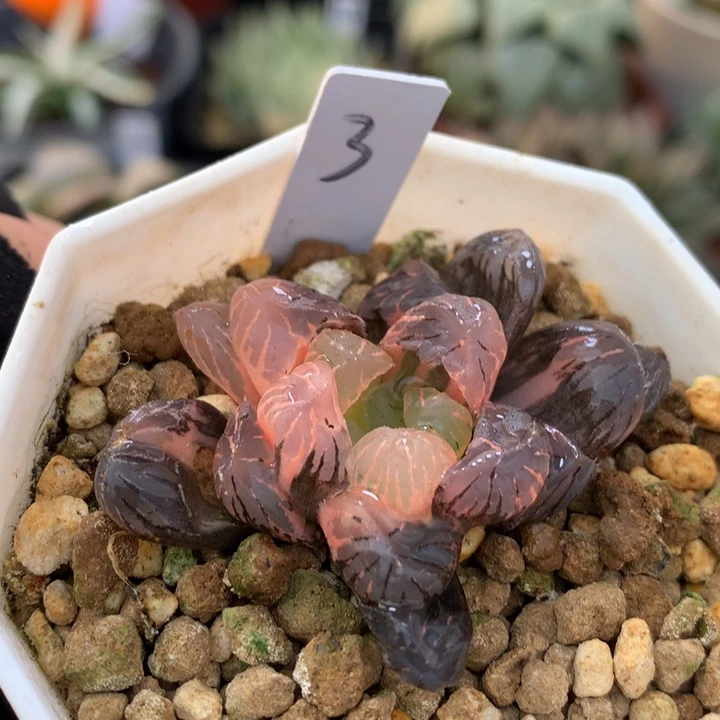 紫罗兰玉露锦，带盆发货