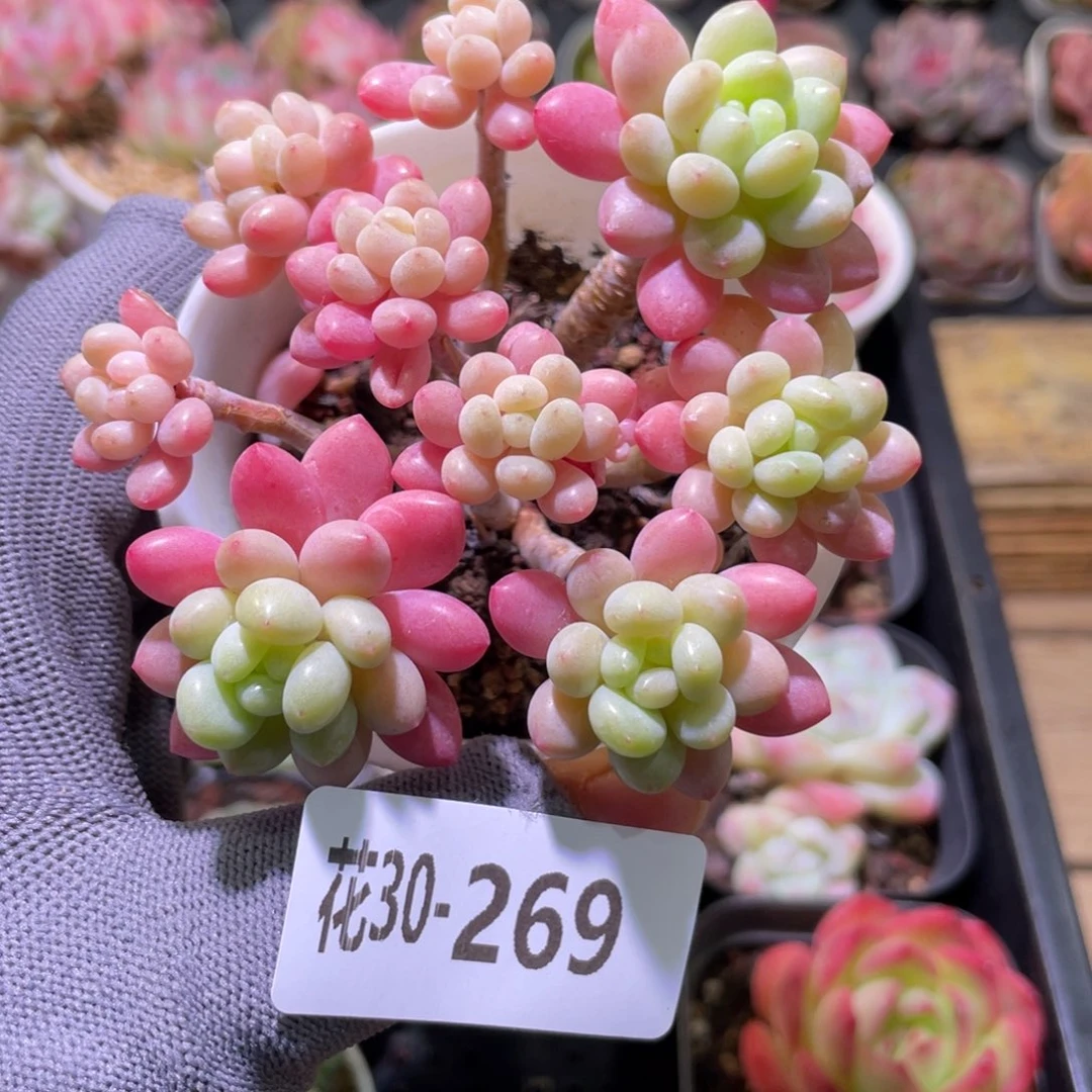 花利美30-269鱼子酱
