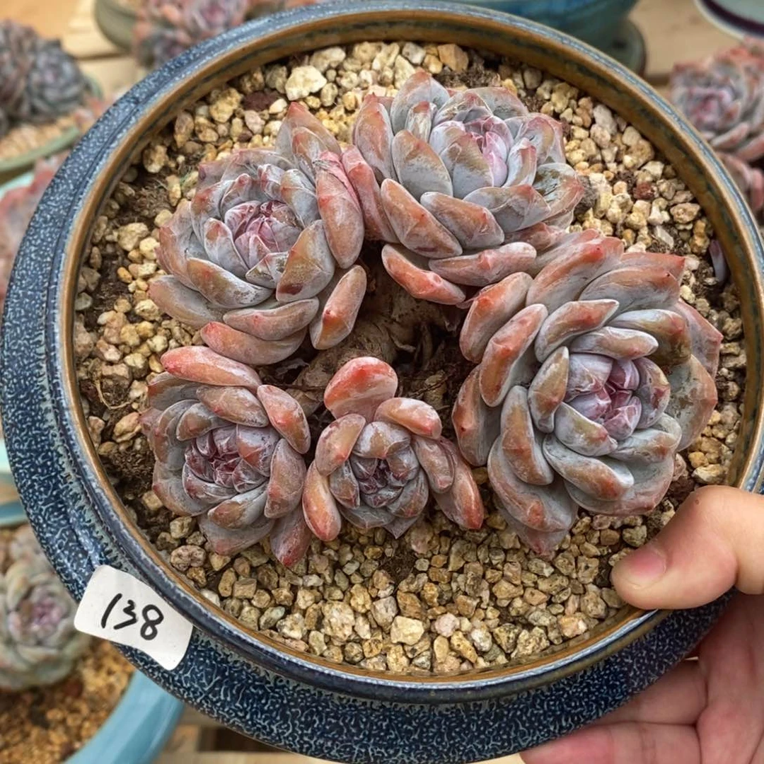 五头绿底紫心脸朝上