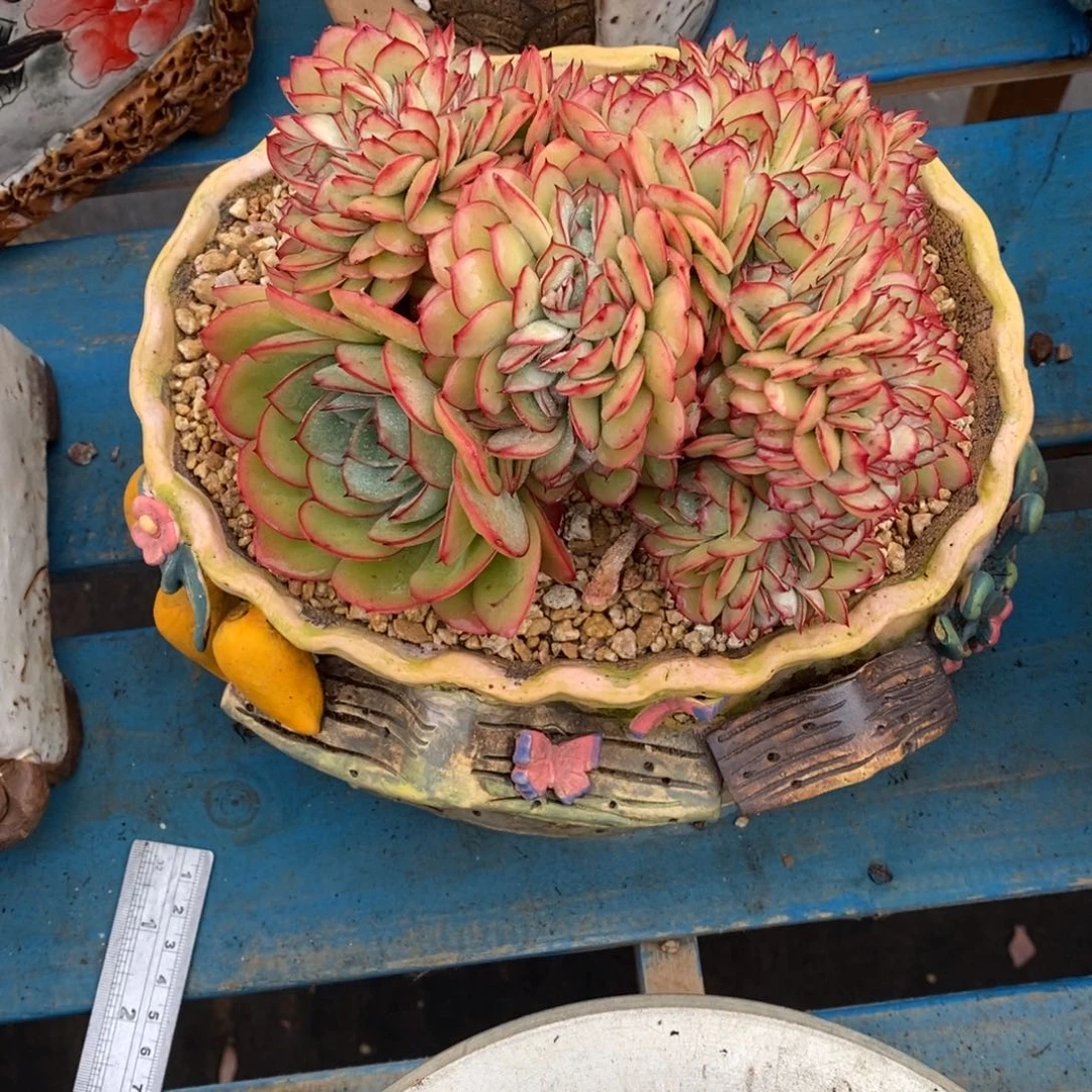 茉**凝寄养多肉植物一物一拍多肉植物