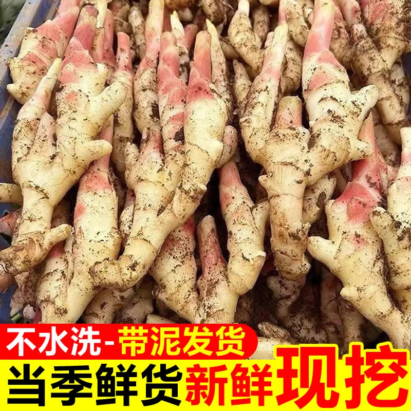 新鲜嫩姜仔姜子姜红芽生姜5斤3斤姜芽可做糖醋姜泡姜现挖现发