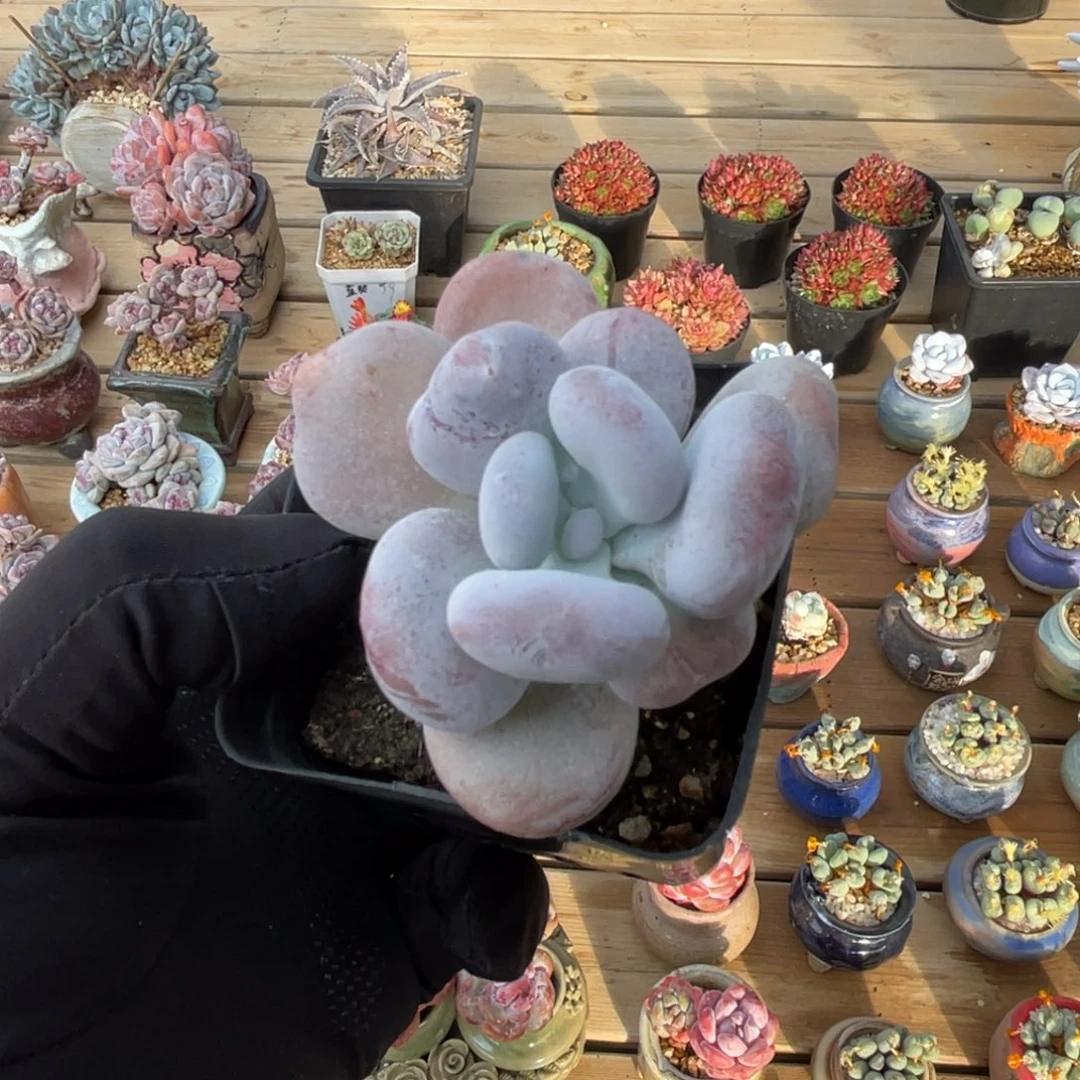 油煎丸子一物一拍