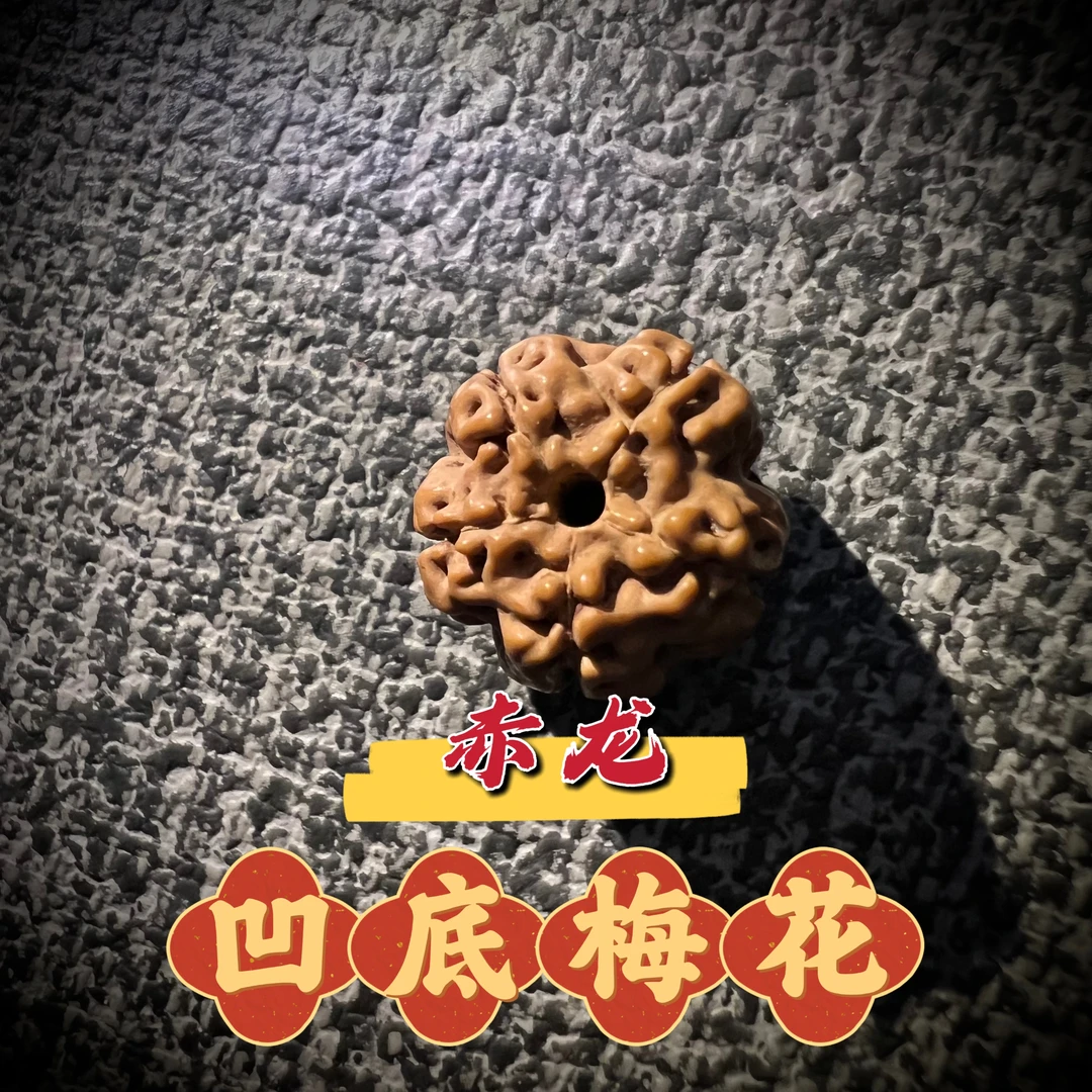 【凹底梅花·赤龙】菩提小金刚